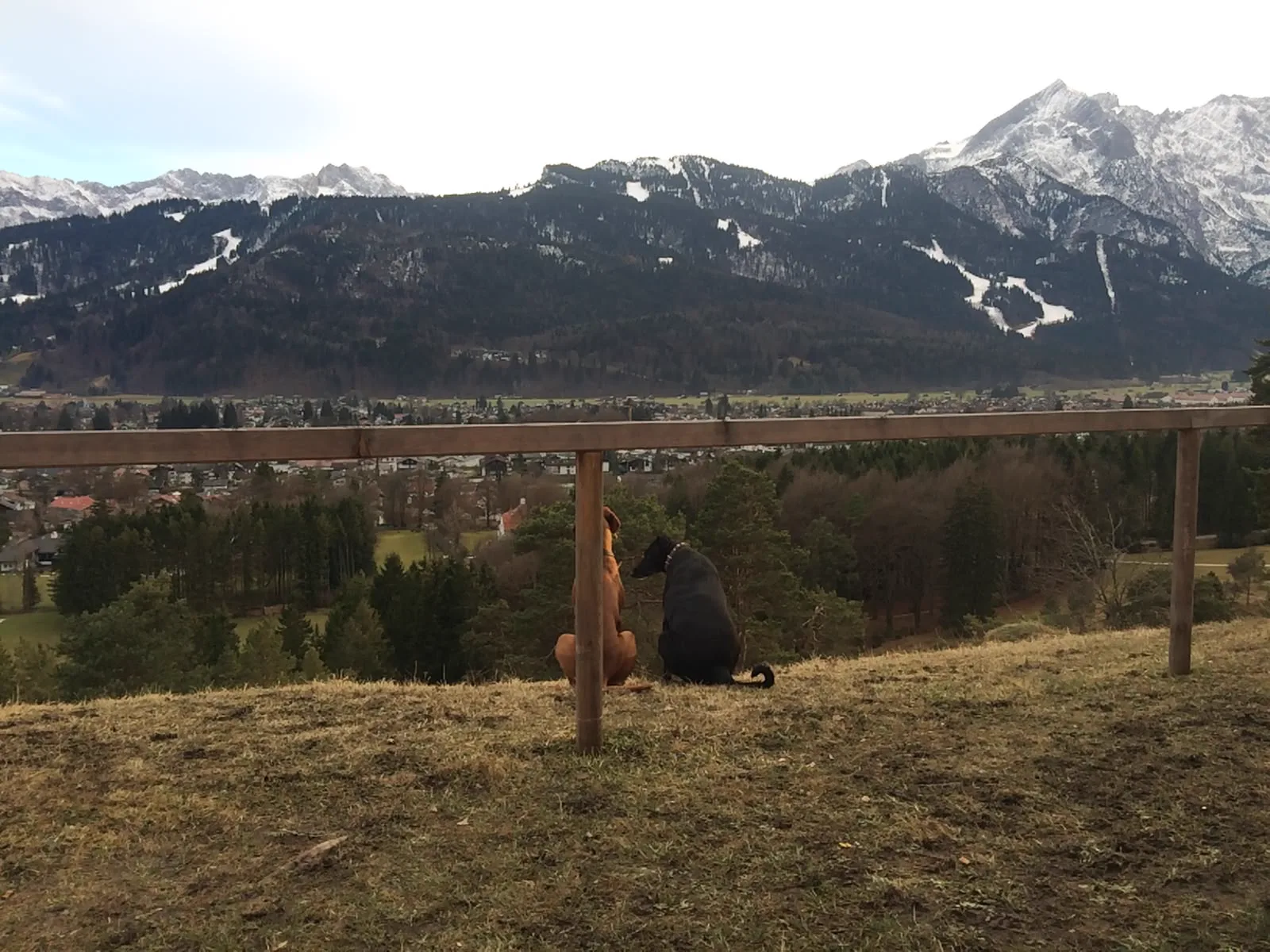 Zwei Hunde mit Blick auf Garmisch-Partenkirchen und die Berge