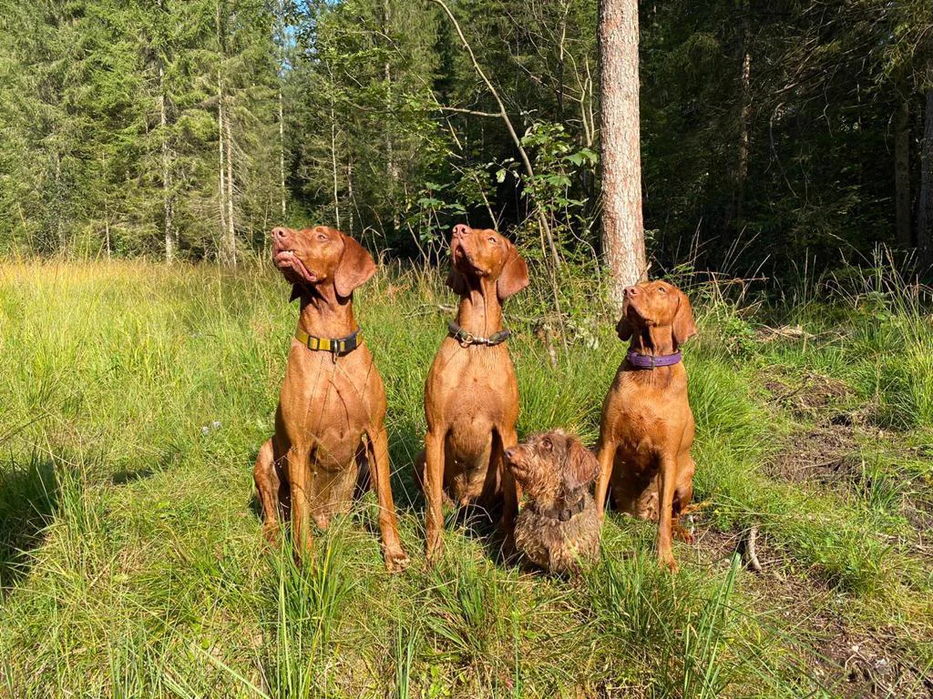 Die vier Hunde der Gastgeber auf einer Wiese
